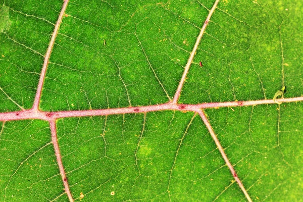 Planta Fundo Close — Fotografia de Stock