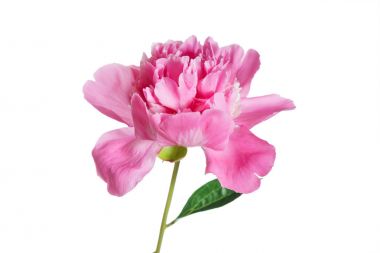 Beyaz Şakayık çiçeği yakın çekim