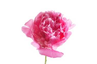 Beyaz Şakayık çiçeği yakın çekim