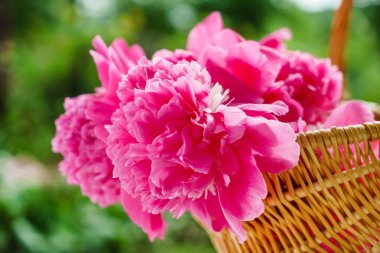 parlak güzel peonies, çiçekler, yakın çekim