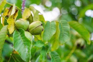 Olgun ceviz ağacı üzerinde kapat