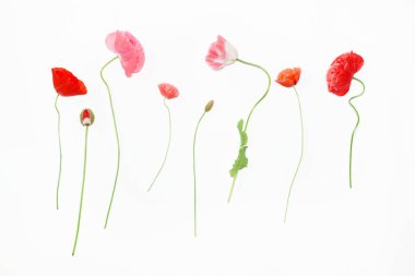 beyaz zemin üzerine haşhaş çiçekleri