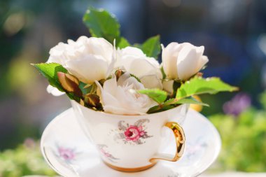 Beyaz güller Kupası'nda, yakın çekim