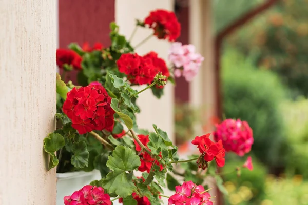 Geranium Flowers Pot Close — Stock Photo, Image