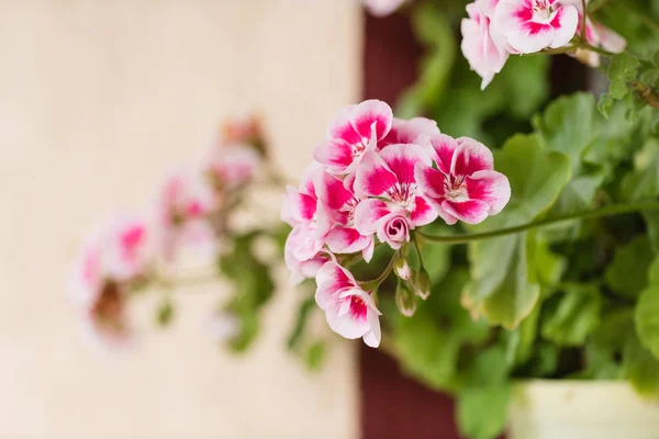 Geranium Blommor Kruka Närbild — Stockfoto