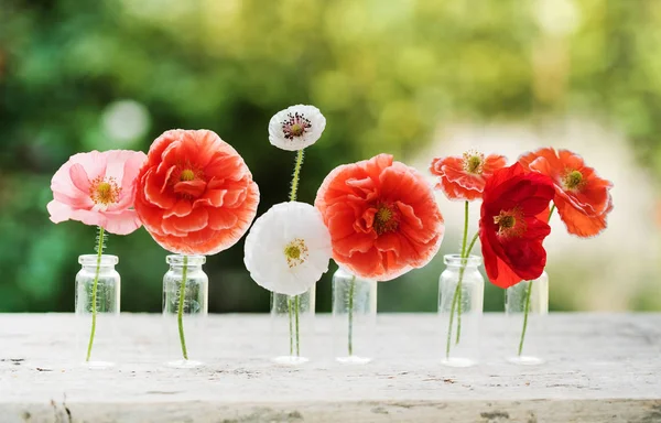 Poppy Flowers Vases — Stock Photo, Image