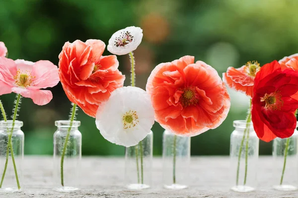 Haşhaş Çiçek Vazolar — Stok fotoğraf