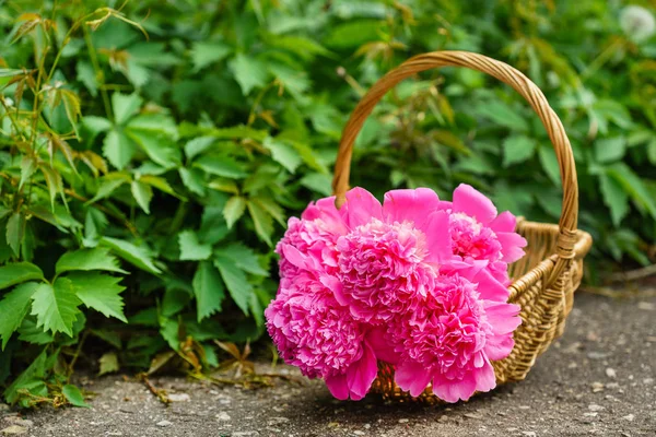 Яркие Красивые Пионы Цветы Крупным Планом — стоковое фото