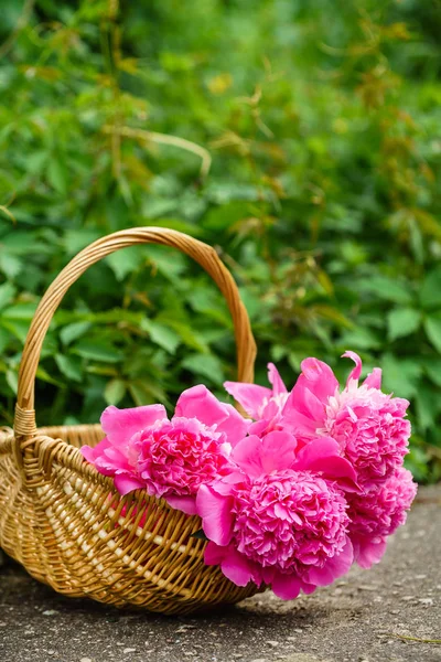 Helder Mooi Pioenrozen Bloemen Close — Stockfoto