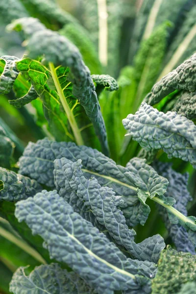 Kale Field Flora — Stock Photo, Image
