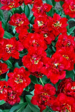 Lale bahar alanında, yakın çekim