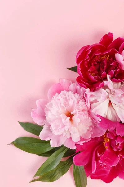 Szép Pünkösdi Rózsa Rózsaszín Háttér Közelről — Stock Fotó