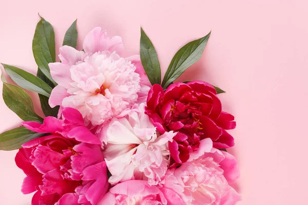 Красивые Пионы Розовом Фоне Крупным Планом — стоковое фото