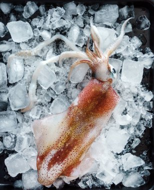 taze kalamar, yakın