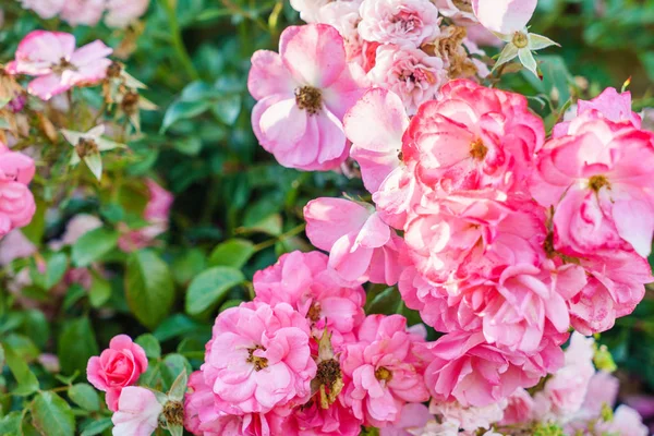 Fina Rosor Trädgården Närbild — Stockfoto