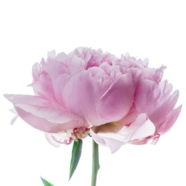 Luminoso Fiore Peonia Sfondo Bianco — Foto Stock