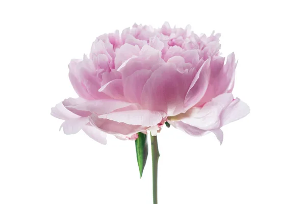 Яскрава Квітка Півонії Білому Тлі — стокове фото