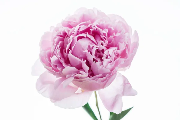 Яскрава Квітка Півонії Білому Тлі — стокове фото