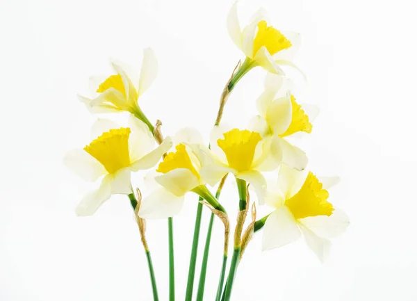 Frische Narzissenblüten Auf Weißem Hintergrund — Stockfoto