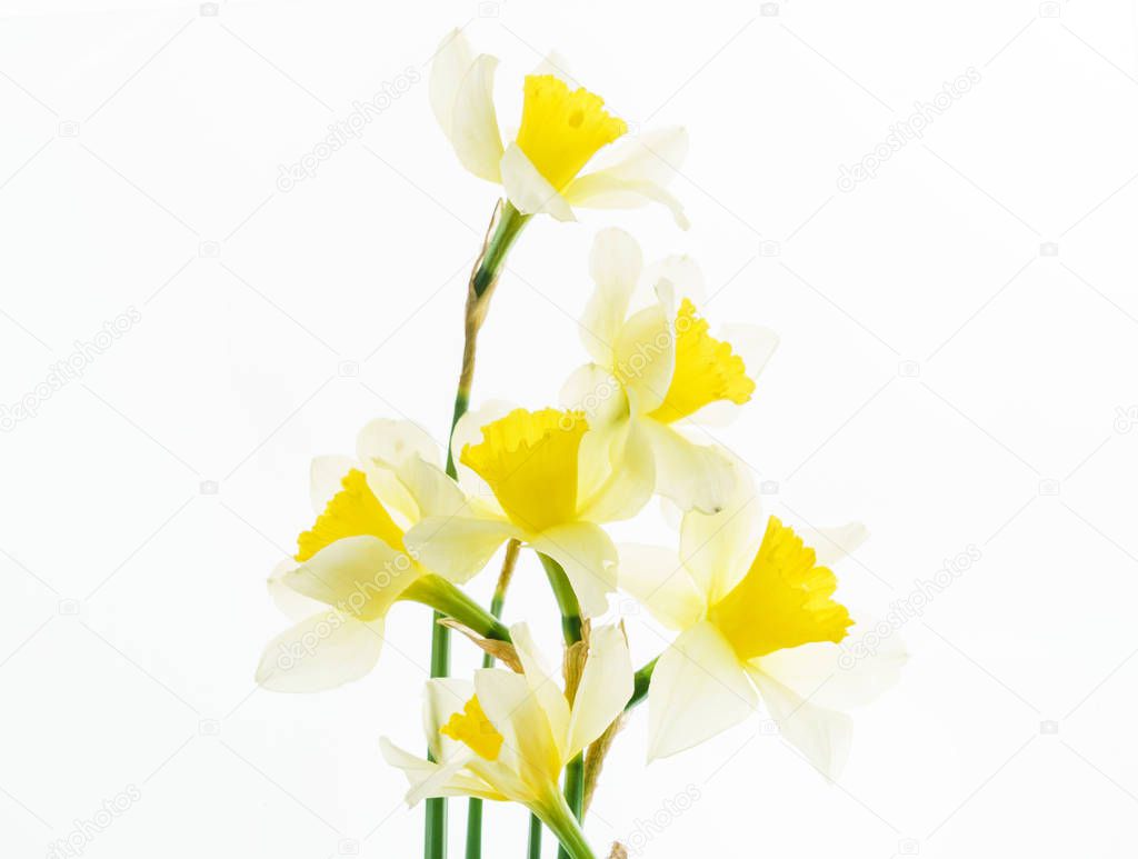 fresh narcissus flowers on white background