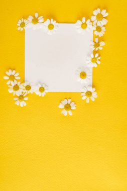 Papatya çiçek kağıt kartındaki