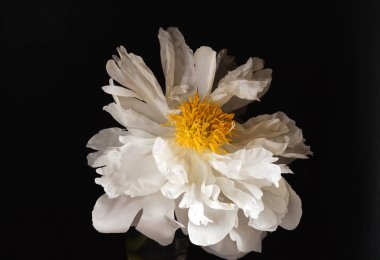 yakın çekim Şakayık çiçeği siyah arka plan üzerine