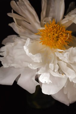 yakın çekim Şakayık çiçeği siyah arka plan üzerine