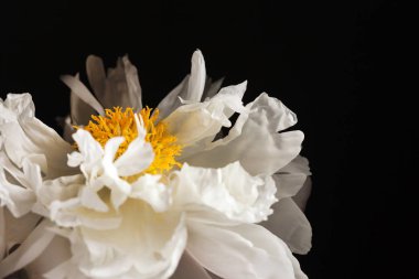 yakın çekim Şakayık çiçeği siyah arka plan üzerine