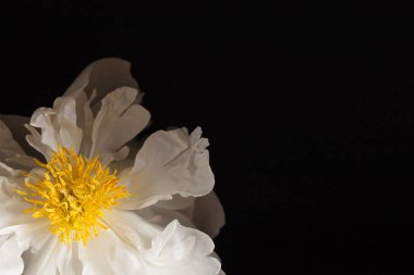 yakın çekim Şakayık çiçeği siyah arka plan üzerine