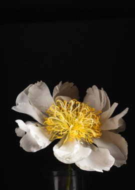 yakın çekim Şakayık çiçeği siyah arka plan üzerine