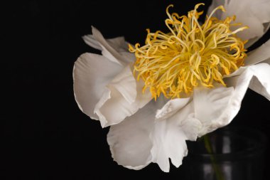 yakın çekim Şakayık çiçeği siyah arka plan üzerine