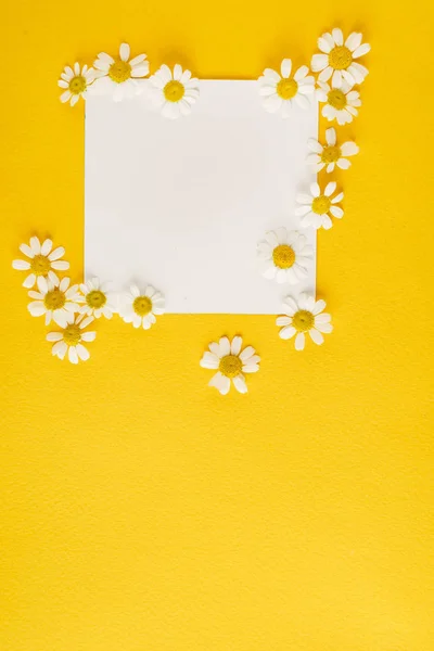 Daisy Flowers Paper Card — Stock Photo, Image