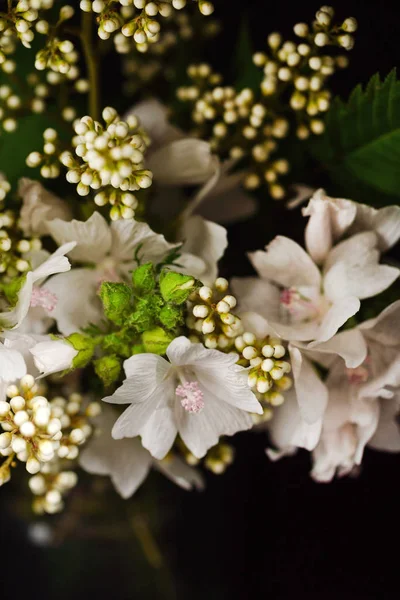Vita Blommor Svart Bakgrund Närbild — Stockfoto