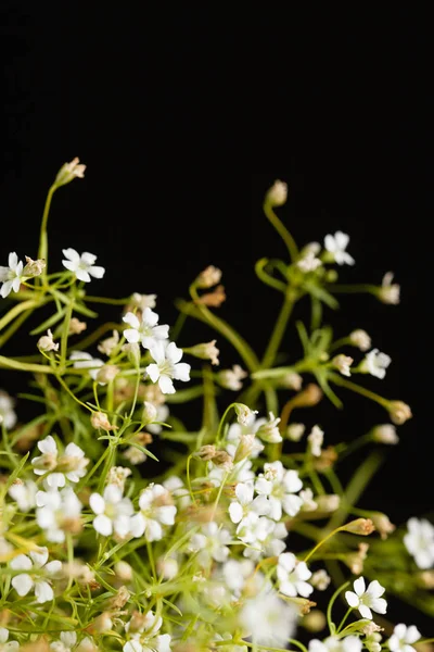 Bloemen Zwarte Achtergrond Close — Stockfoto