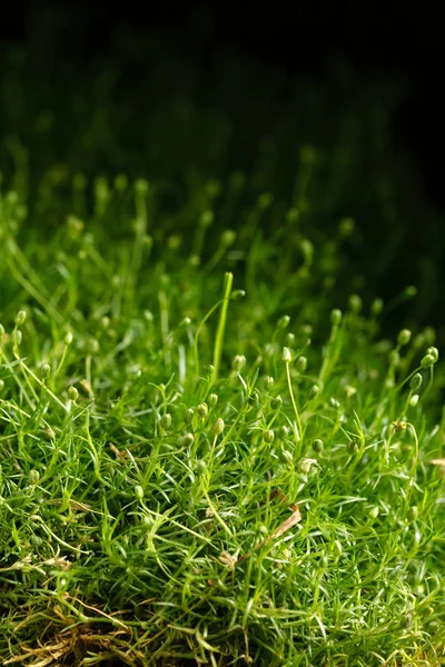 Fresh Green Moss Close — Stock Photo, Image