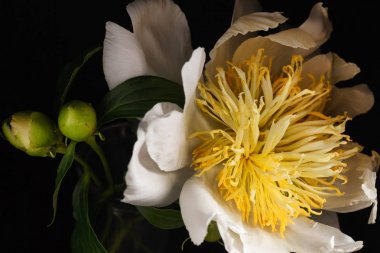 yakın çekim Şakayık çiçeği siyah arka plan üzerine