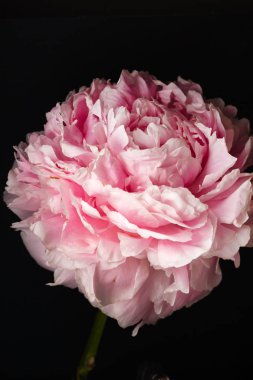 Pembe şakayık çiçeği.