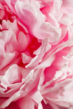 Pembe şakayık çiçeği.