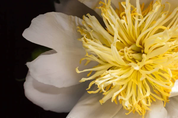 yakın çekim Şakayık çiçeği siyah arka plan üzerine