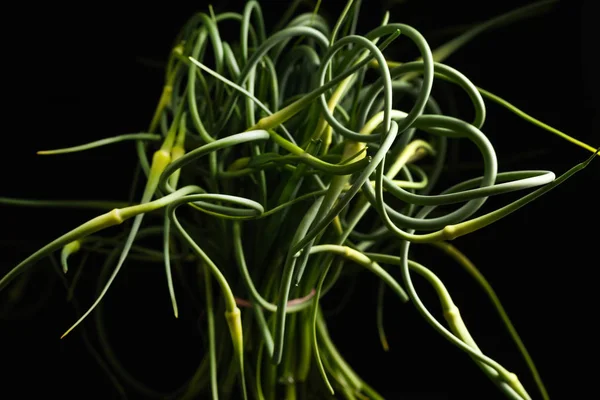 Aglio Scapes Sfondo Nero — Foto Stock