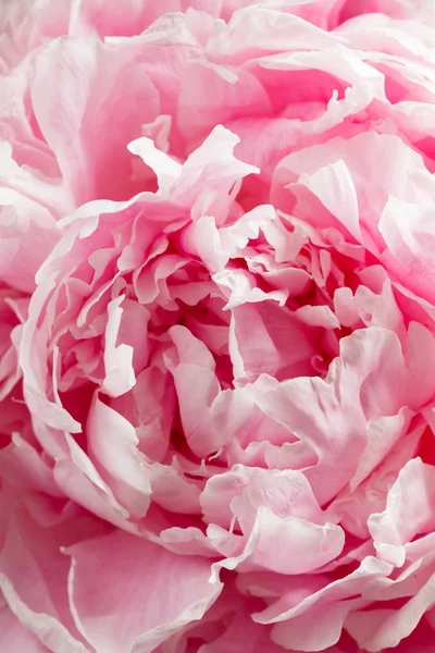 粉红牡丹花的特写 — 图库照片