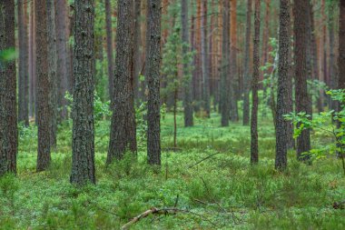 Yaz aylarında güzel orman. Doğa