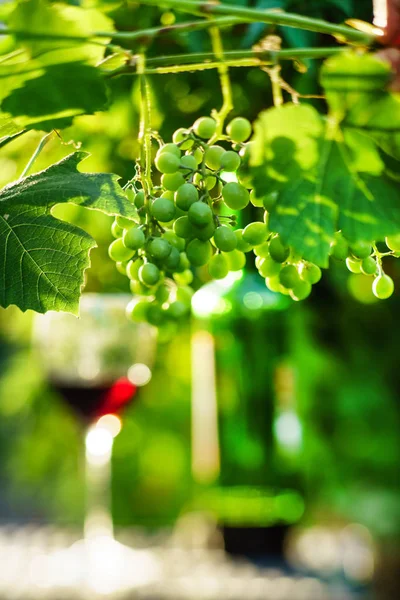 Wein Mit Trauben Die Auf Dem Weinberg Wachsen — Stockfoto