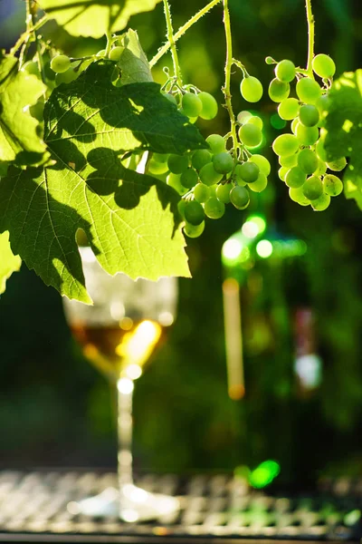 Vinho Com Uvas Que Crescem Vinha — Fotografia de Stock