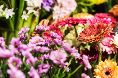 renkli bahar çiçekleri yakın çekim