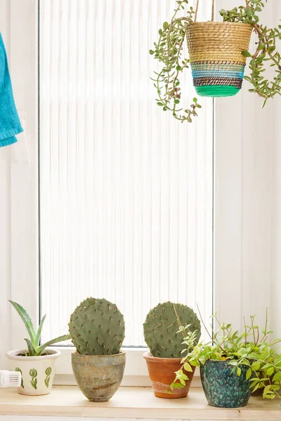 Cactus Dans Les Pots Dans Chambre Gros Plan — Photo