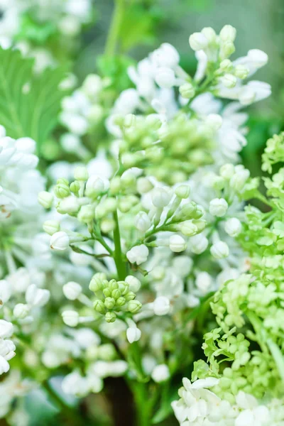 Bílý Kvetoucí Šeříky Zblízka — Stock fotografie