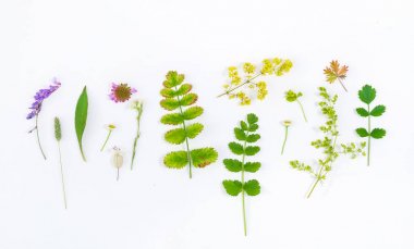 Beyaz arka plan doğa kompozisyonu