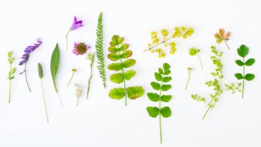 Beyaz arka plan doğa kompozisyonu