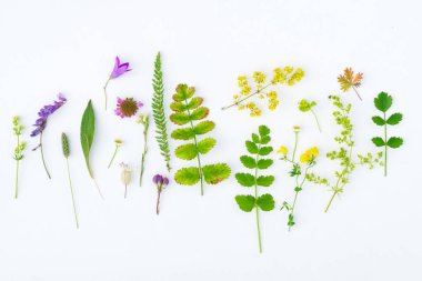 Beyaz arka plan doğa kompozisyonu